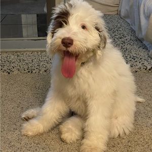 Meet your Posher, David